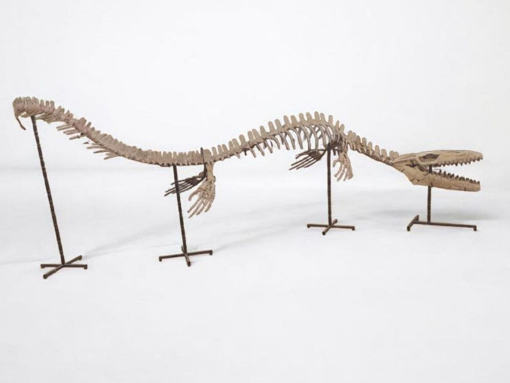 Thalassotitan Atrox Skeleton Fossil, 6 m – AD-17266 - PaleoDeserts