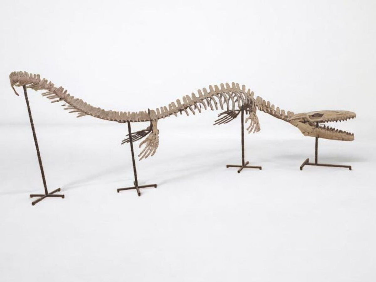 Thalassotitan Atrox Skeleton Fossil, 6 m – AD-17266 - PaleoDeserts