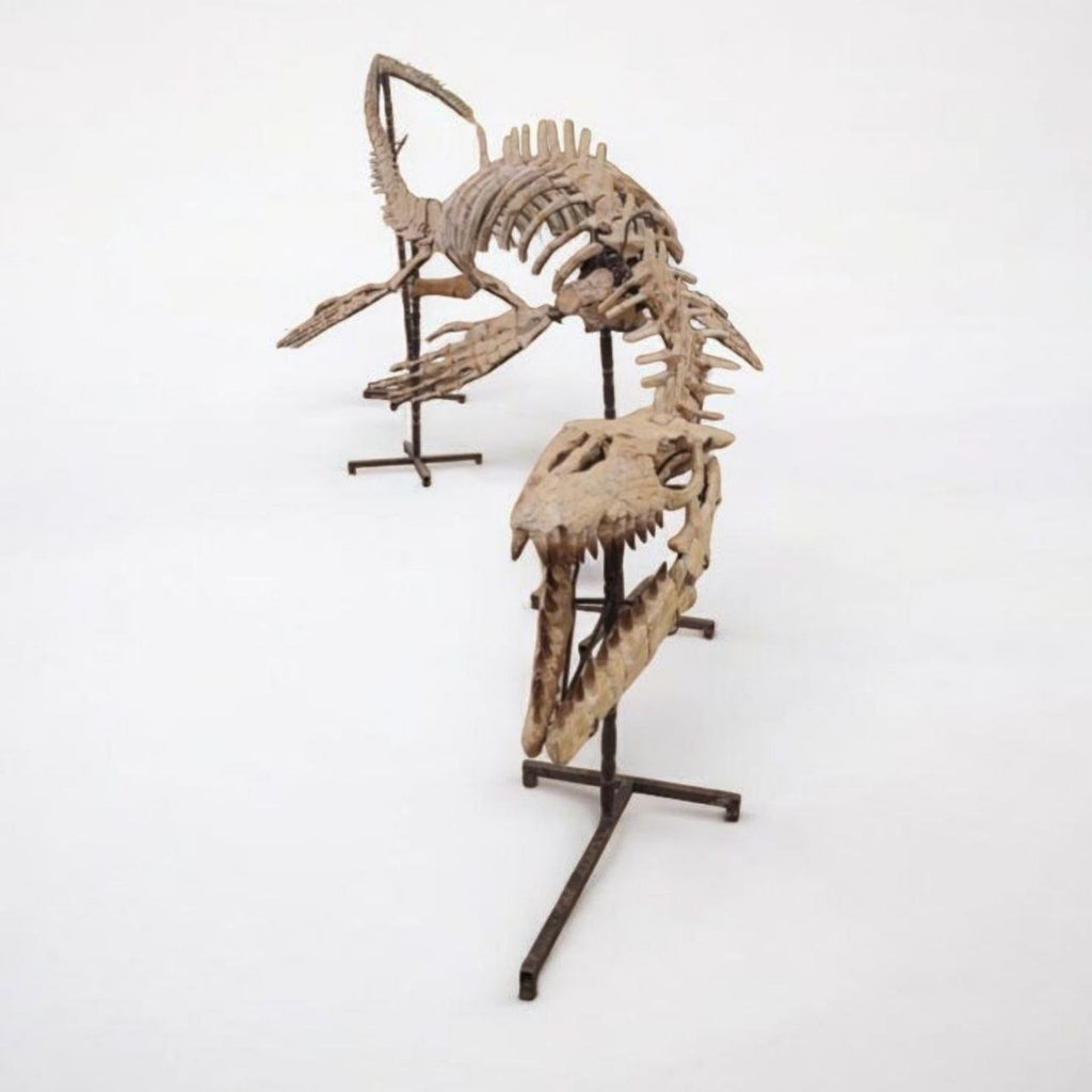 Thalassotitan Atrox Skeleton Fossil, 6 m – AD-17266 - PaleoDeserts