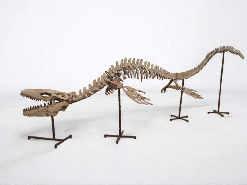 Thalassotitan Atrox Skeleton Fossil, 6 m – AD-17266 - PaleoDeserts