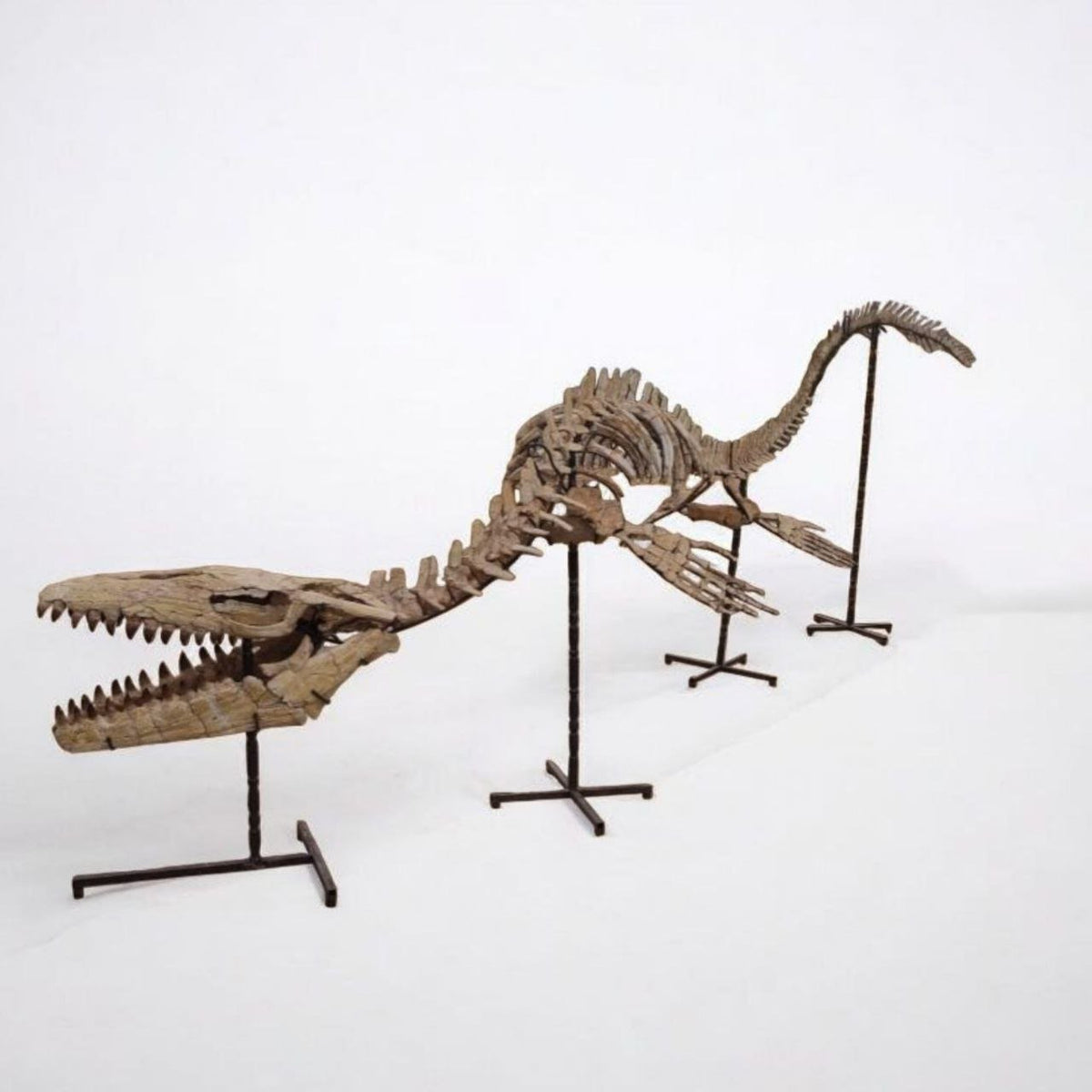 Thalassotitan Atrox Skeleton Fossil, 6 m – AD-17266 - PaleoDeserts