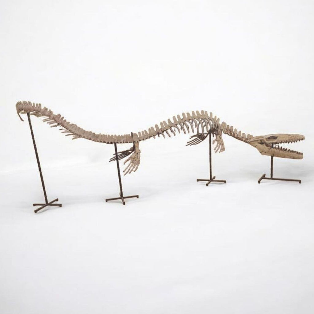 Thalassotitan Atrox Skeleton Fossil, 6 m – AD-17266 - PaleoDeserts