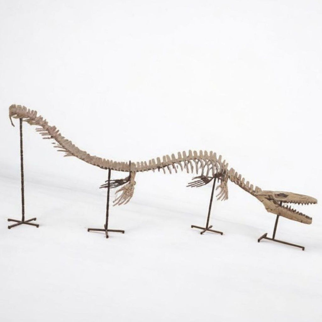 Thalassotitan Atrox Skeleton Fossil, 6 m – AD-17266 - PaleoDeserts