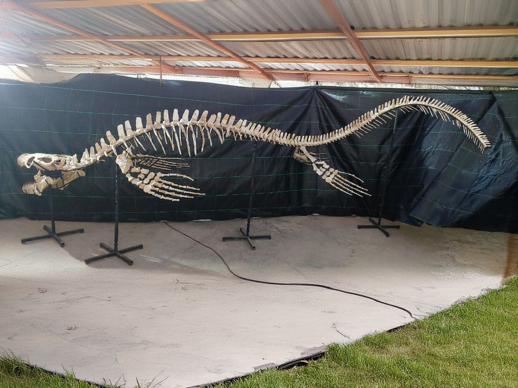 Thalassotitan Atrox Skeleton Fossil, 7.5 Meters 24.6 Feet – AD-12383 - PaleoDeserts