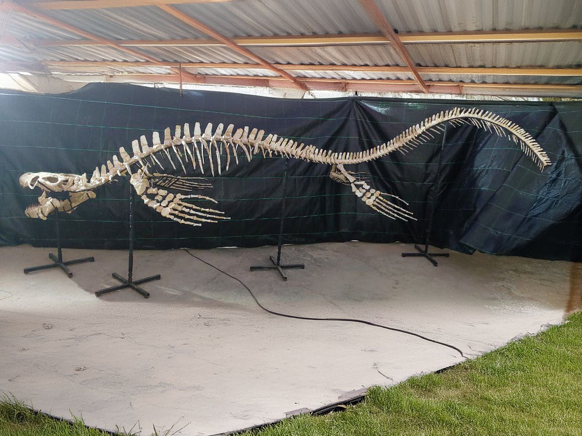 Thalassotitan Atrox Skeleton Fossil, 7.5 Meters 24.6 Feet – AD-12383 - PaleoDeserts