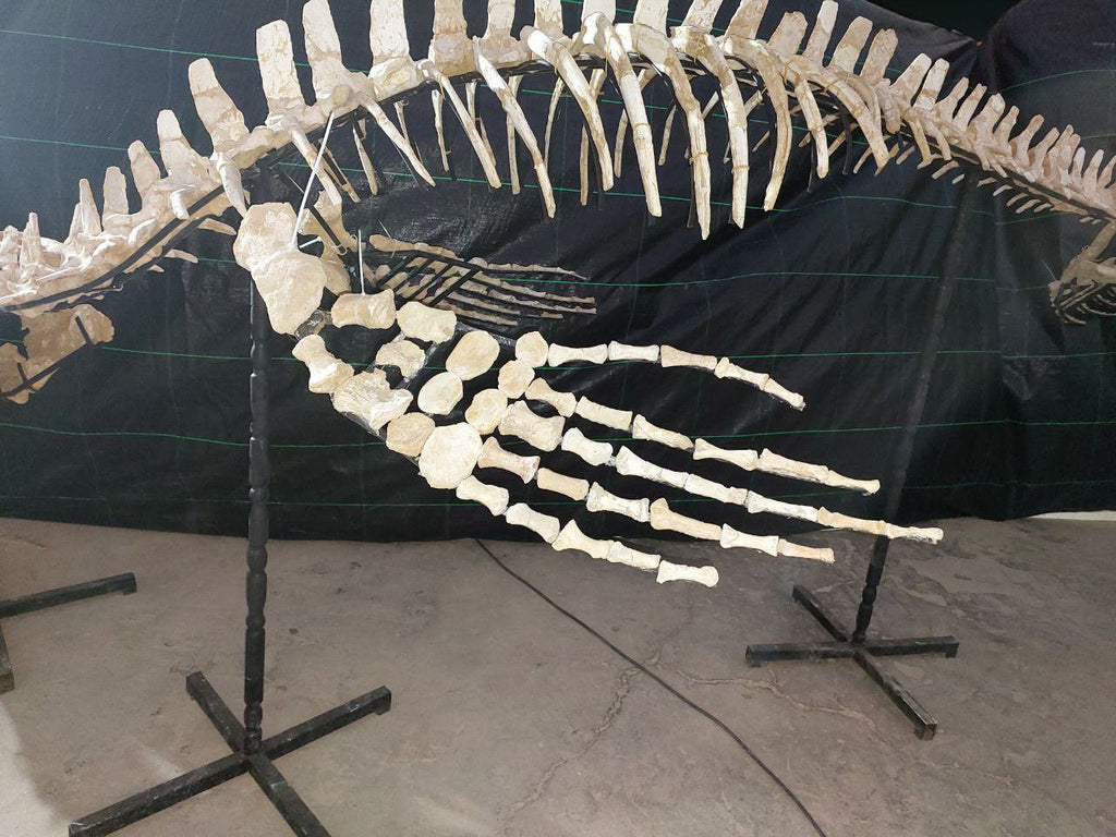 Thalassotitan Atrox Skeleton Fossil, 7.5 Meters 24.6 Feet – AD-12383 - PaleoDeserts