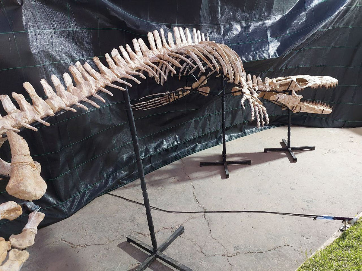 Thalassotitan Atrox Skeleton Fossil, 7.5 Meters 24.6 Feet – AD-12383 - PaleoDeserts