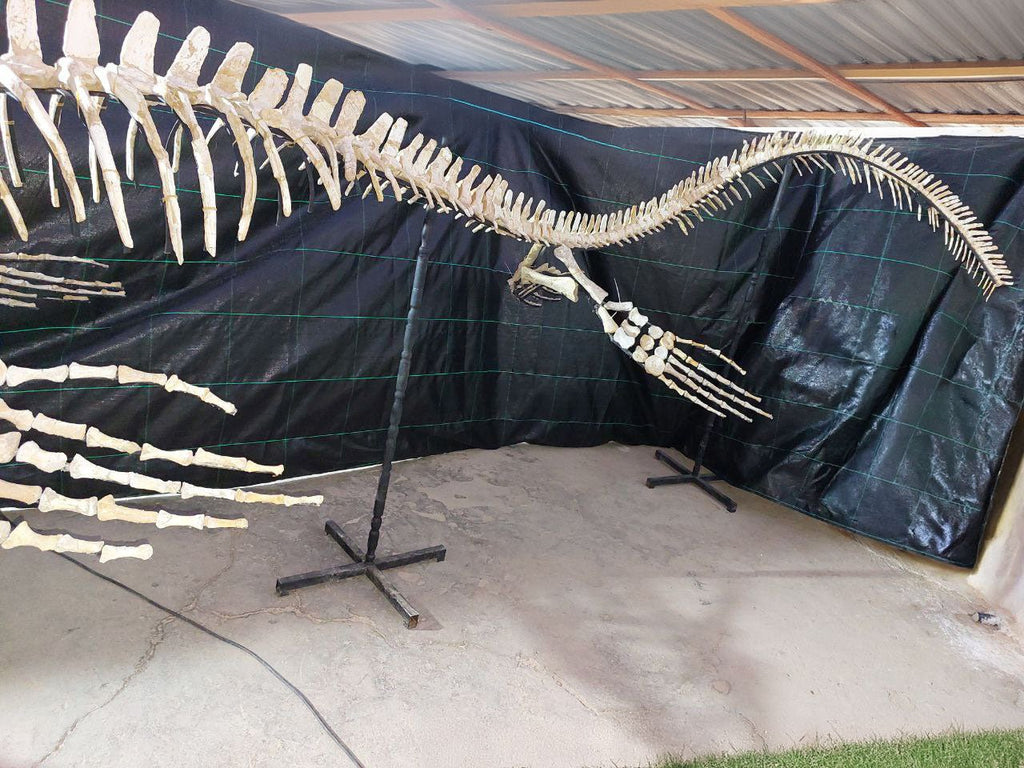 Thalassotitan Atrox Skeleton Fossil, 7.5 Meters 24.6 Feet – AD-12383 - PaleoDeserts