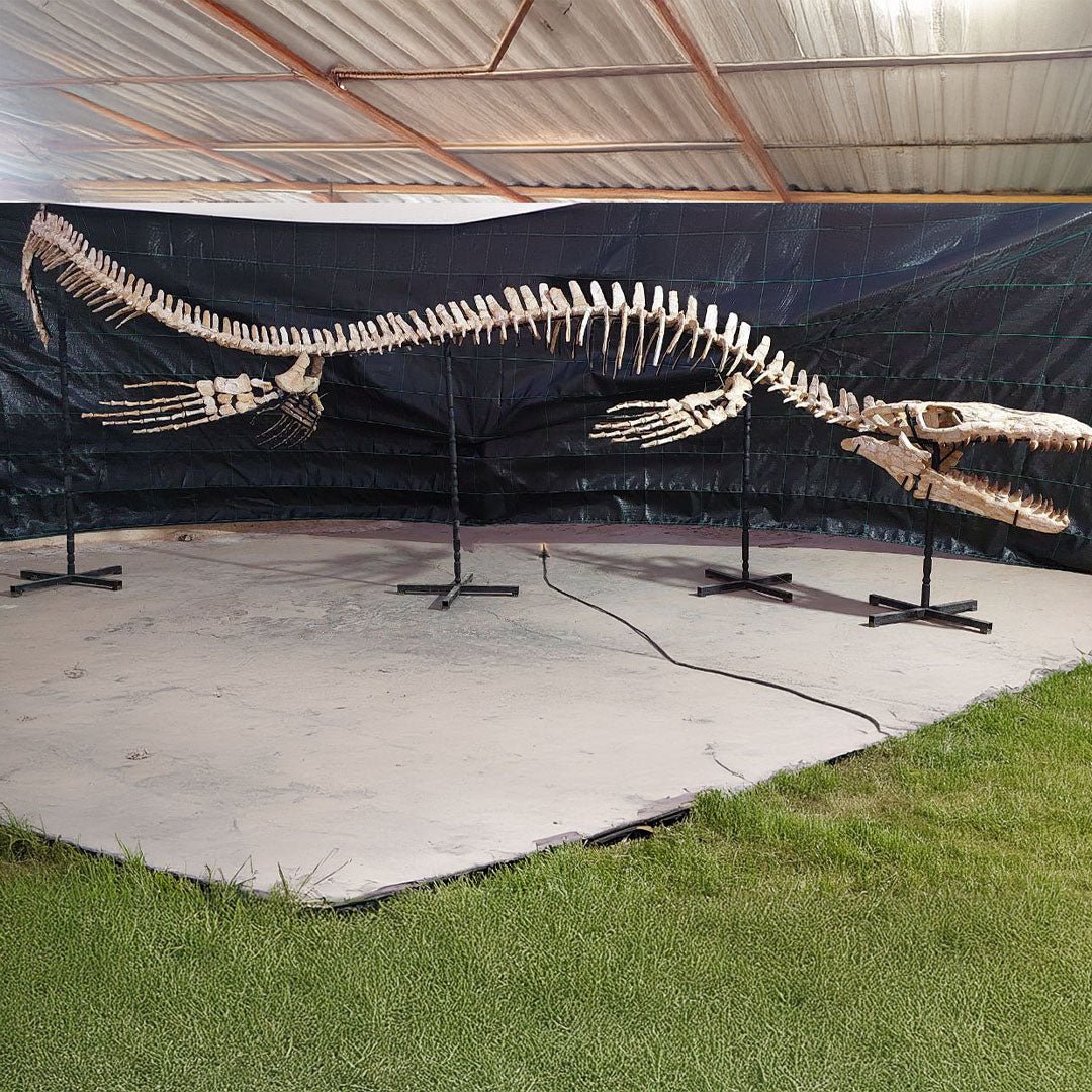 Thalassotitan Atrox Skeleton Fossil, 7.5 Meters 24.6 Feet – AD-12383 - PaleoDeserts