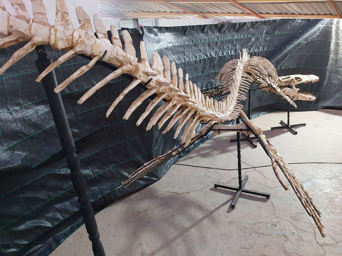 Thalassotitan Atrox Skeleton Fossil, 7.5 Meters 24.6 Feet – AD-12383 - PaleoDeserts