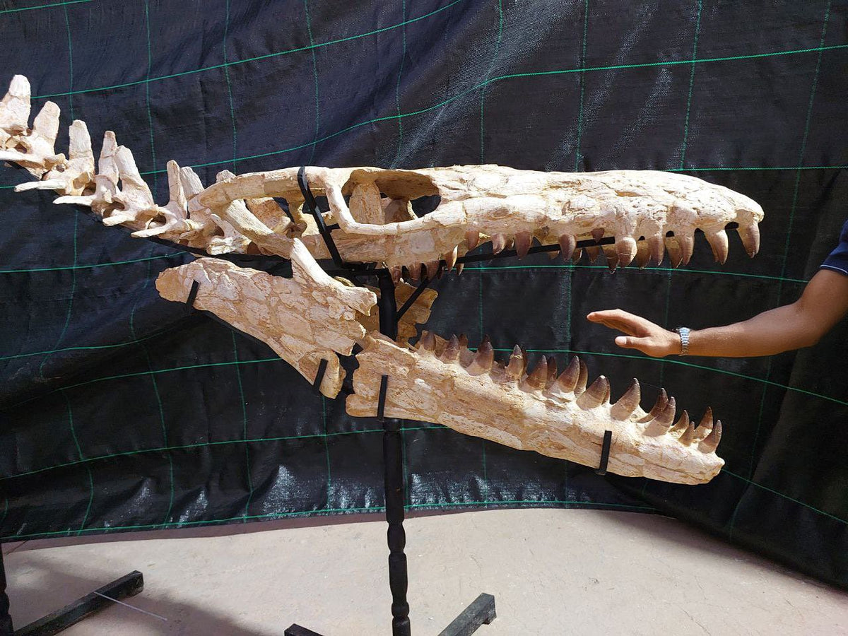Thalassotitan Atrox Skeleton Fossil, 7.5 Meters 24.6 Feet – AD-12383 - PaleoDeserts
