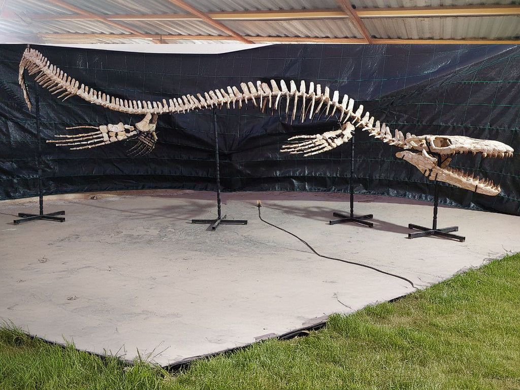Thalassotitan Atrox Skeleton Fossil, 7.5 Meters 24.6 Feet – AD-12383 - PaleoDeserts