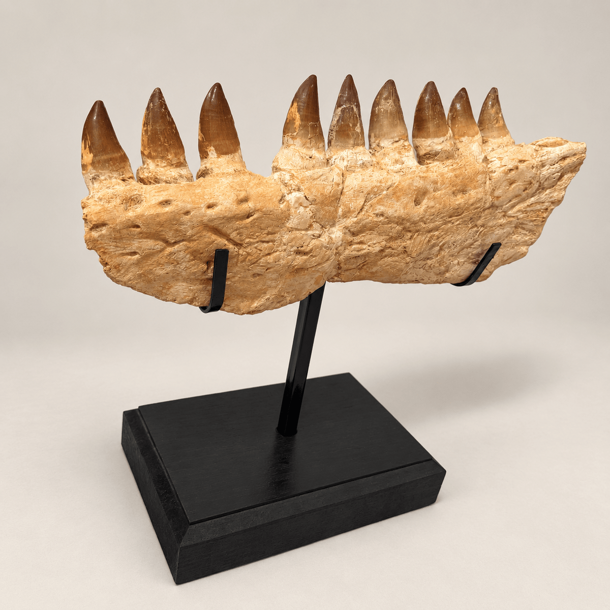 Top Rare Mosasaurus Jaw Fossil, 48 cm – PD-MJW-0048 - PaleoDeserts
