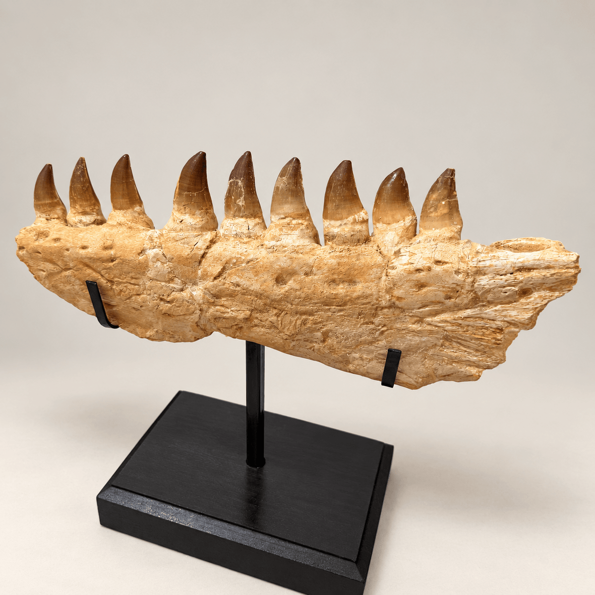 Top Rare Mosasaurus Jaw Fossil, 48 cm – PD-MJW-0048 - PaleoDeserts