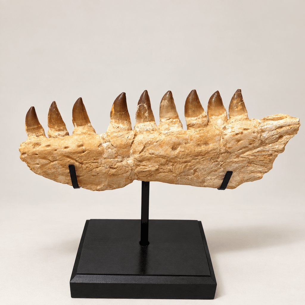 Top Rare Mosasaurus Jaw Fossil, 48 cm – PD-MJW-0048 - PaleoDeserts