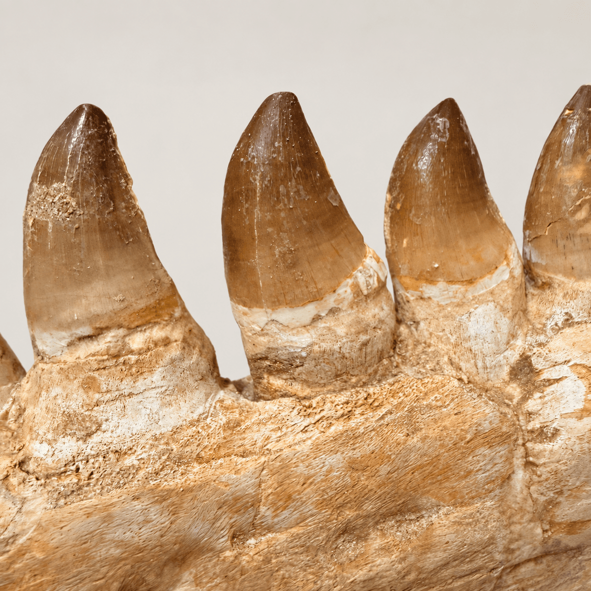 Top Rare Mosasaurus Jaw Fossil, 48 cm – PD-MJW-0048 - PaleoDeserts