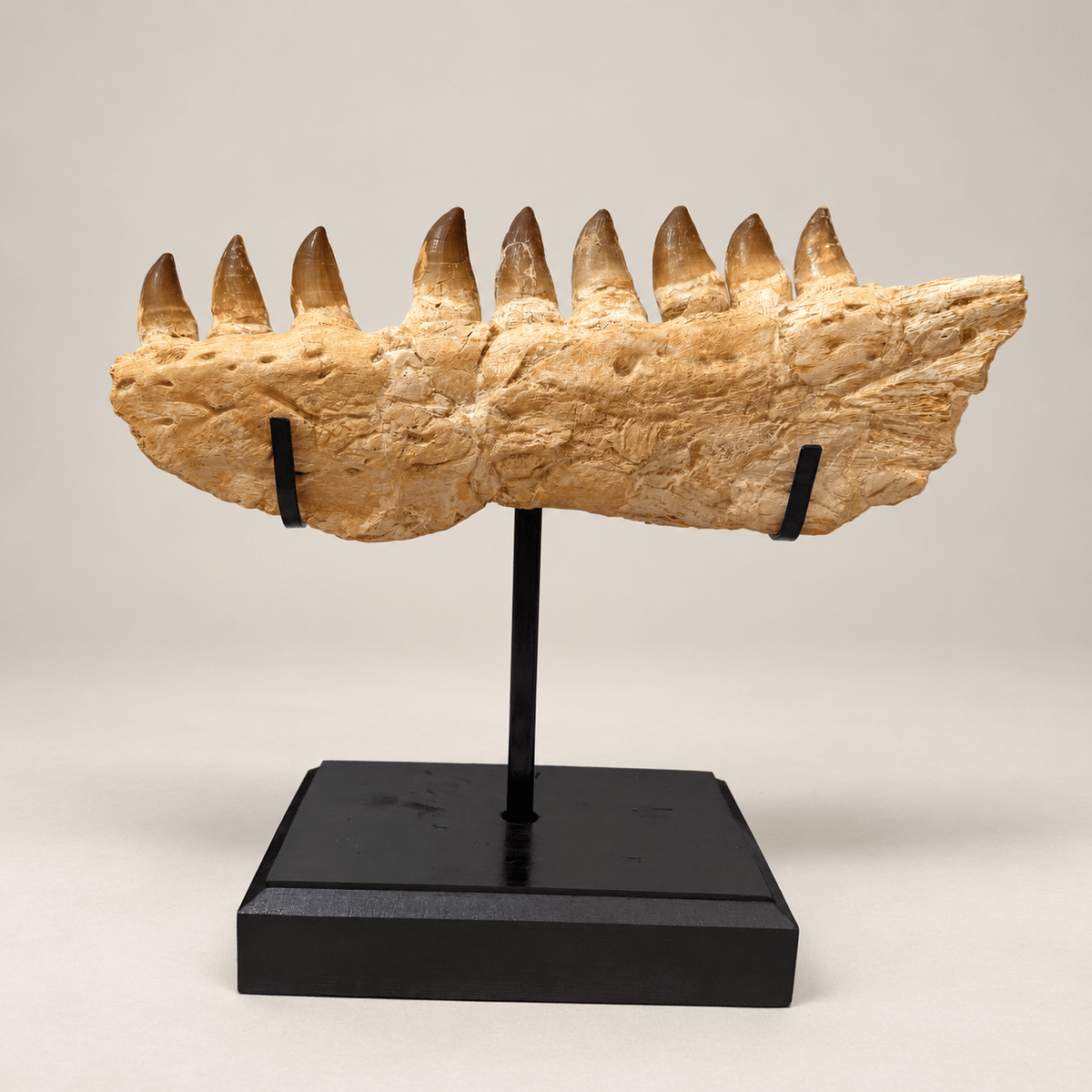 Top Rare Mosasaurus Jaw Fossil, 48 cm – PD-MJW-0048 - PaleoDeserts