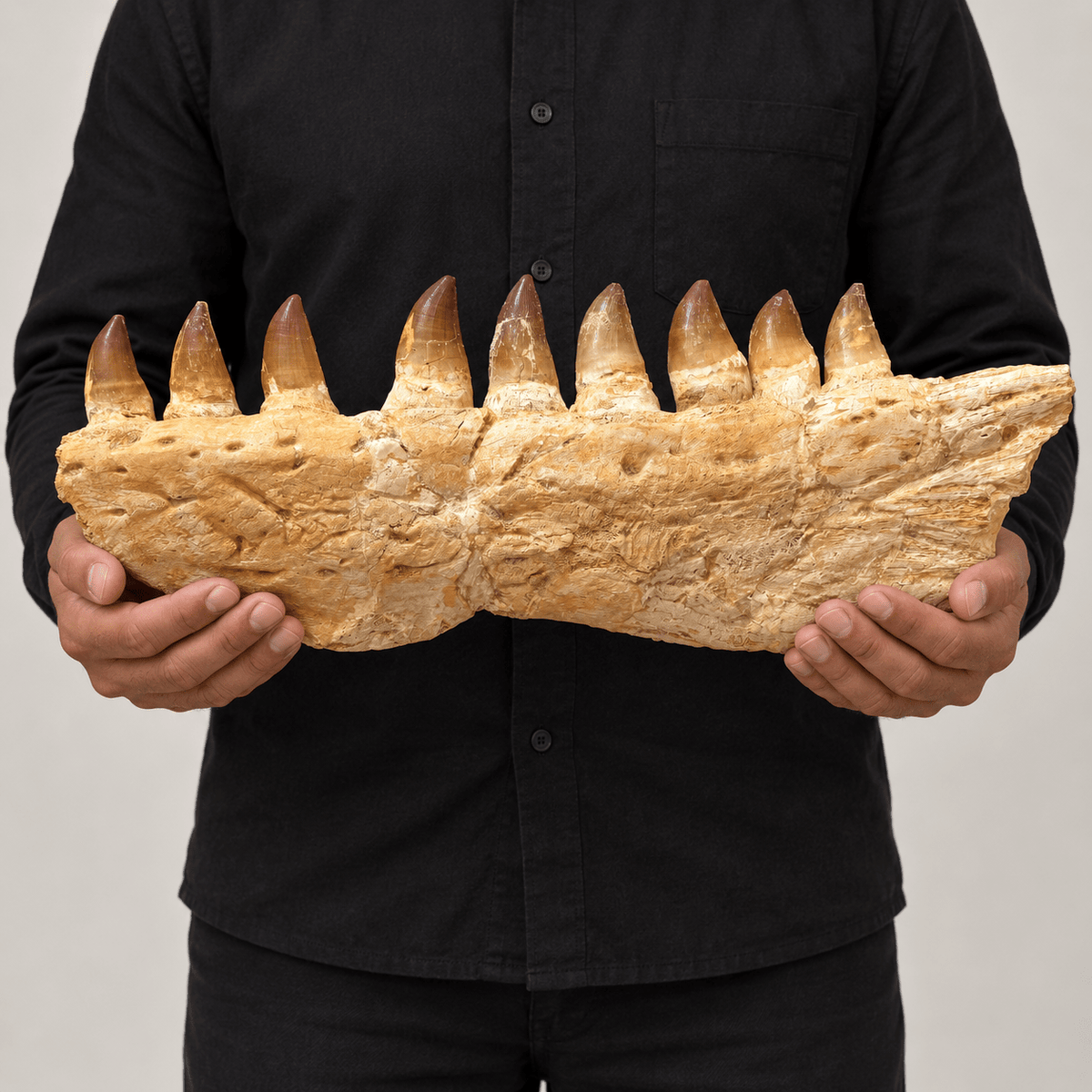 Top Rare Mosasaurus Jaw Fossil, 48 cm – PD-MJW-0048 - PaleoDeserts