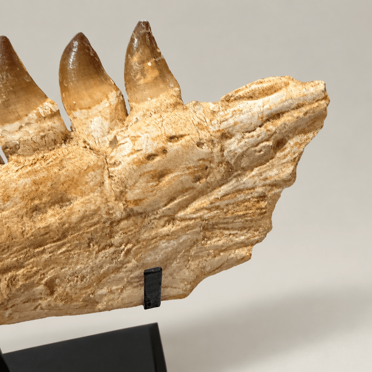 Top Rare Mosasaurus Jaw Fossil, 48 cm – PD-MJW-0048 - PaleoDeserts