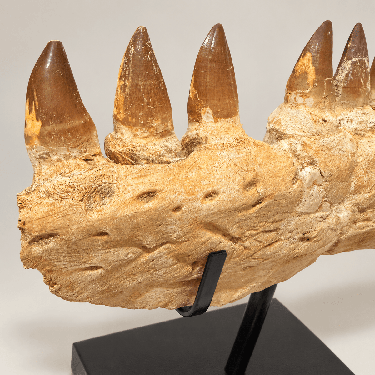 Top Rare Mosasaurus Jaw Fossil, 48 cm – PD-MJW-0048 - PaleoDeserts