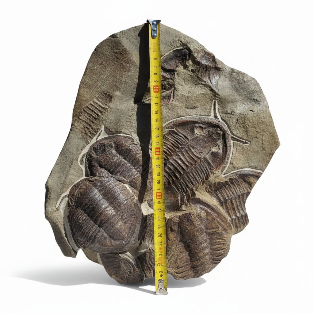 Trilobite (exact sp. Fossil in Matrix – AD-18587 - PaleoDeserts
