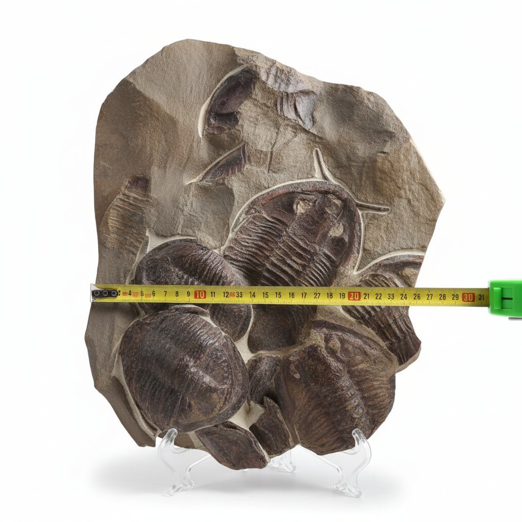 Trilobite (exact sp. Fossil in Matrix – AD-18587 - PaleoDeserts