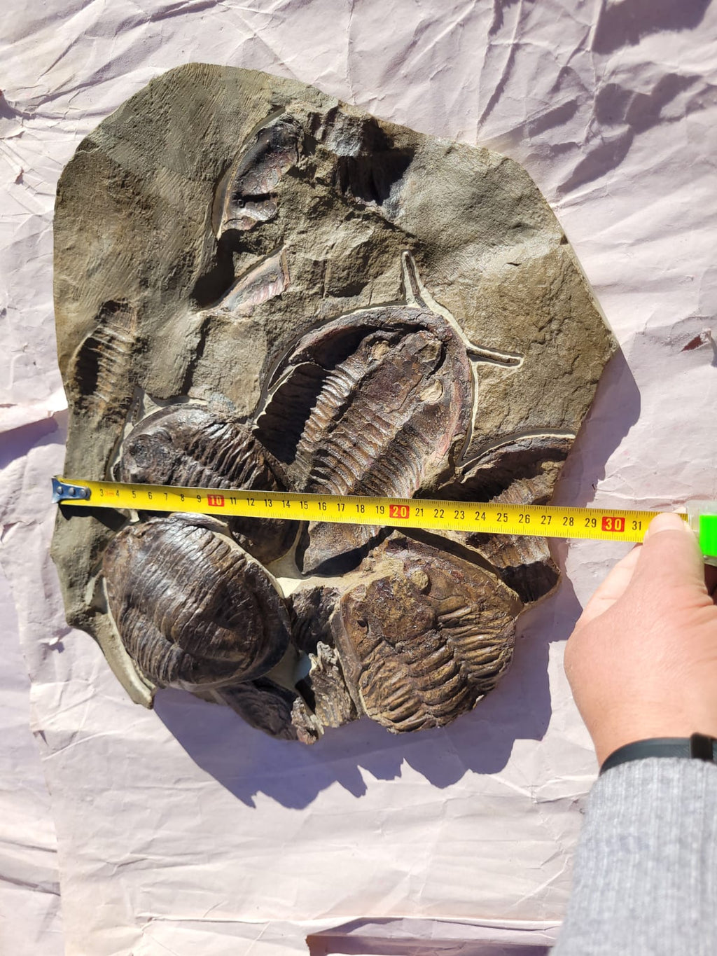 Trilobite (exact sp. Fossil in Matrix – AD-18587 - PaleoDeserts