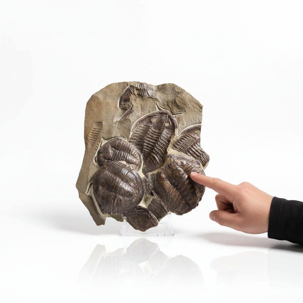 Trilobite (exact sp. Fossil in Matrix – AD-18587 - PaleoDeserts
