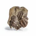 Trilobite (exact sp. Fossil in Matrix – AD-18587 - PaleoDeserts