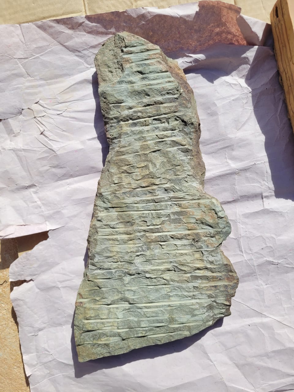 Trilobite (exact sp. Fossil in Matrix – AD-18604 - PaleoDeserts