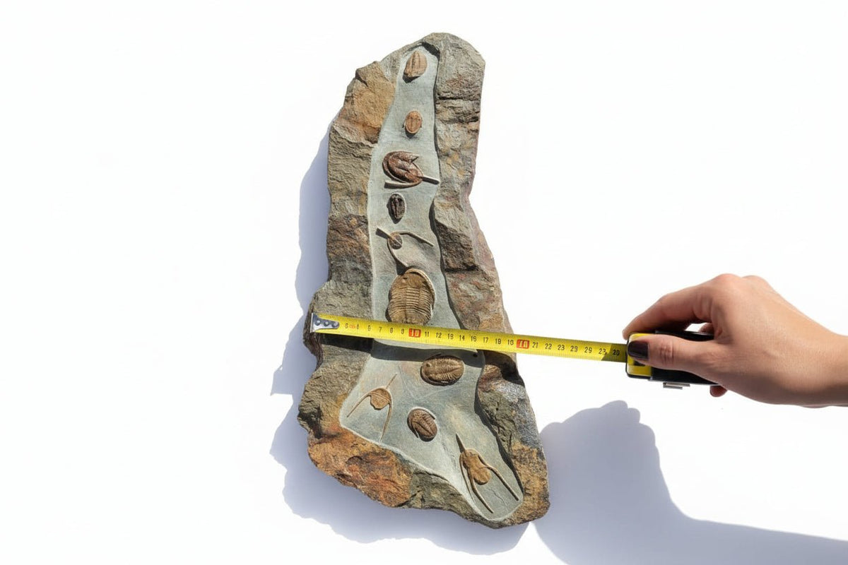 Trilobite Fossil Slab in Natural Matrix – Devonian, Morocco – view 3