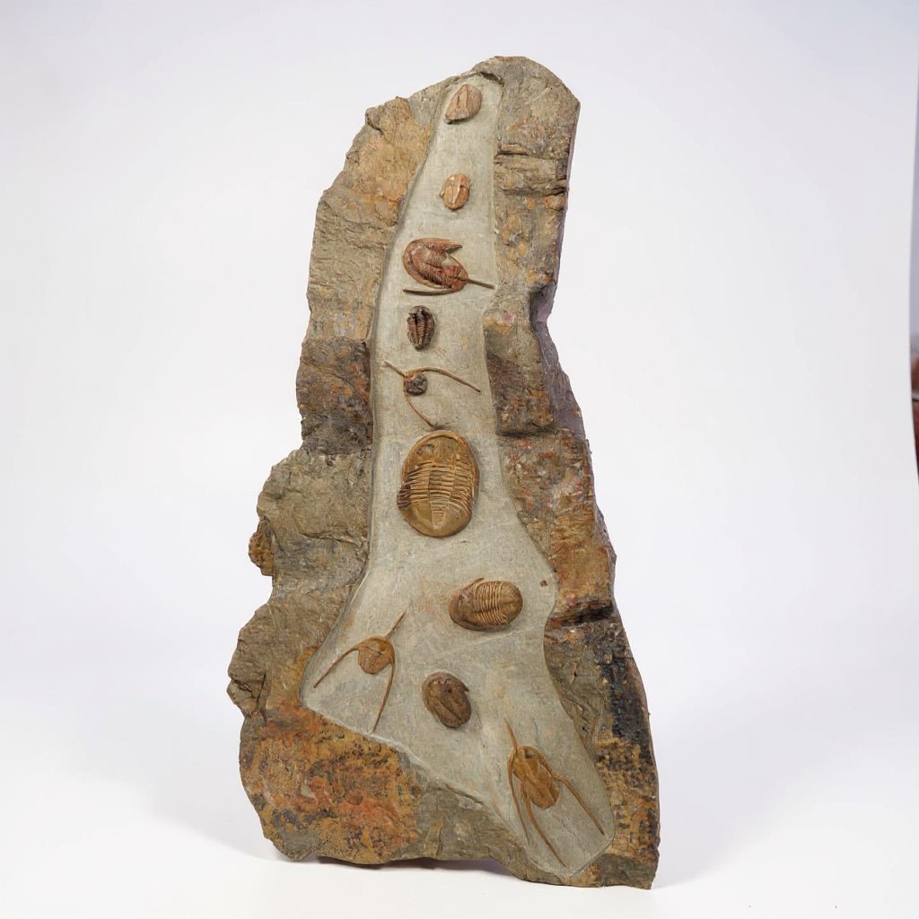 Trilobite (exact sp. Fossil in Matrix – AD-18604 - PaleoDeserts