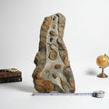 Trilobite (exact sp. Fossil in Matrix – AD-18604 - PaleoDeserts