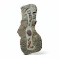 Trilobite Fossil in Matrix – AD-18615 - PaleoDeserts