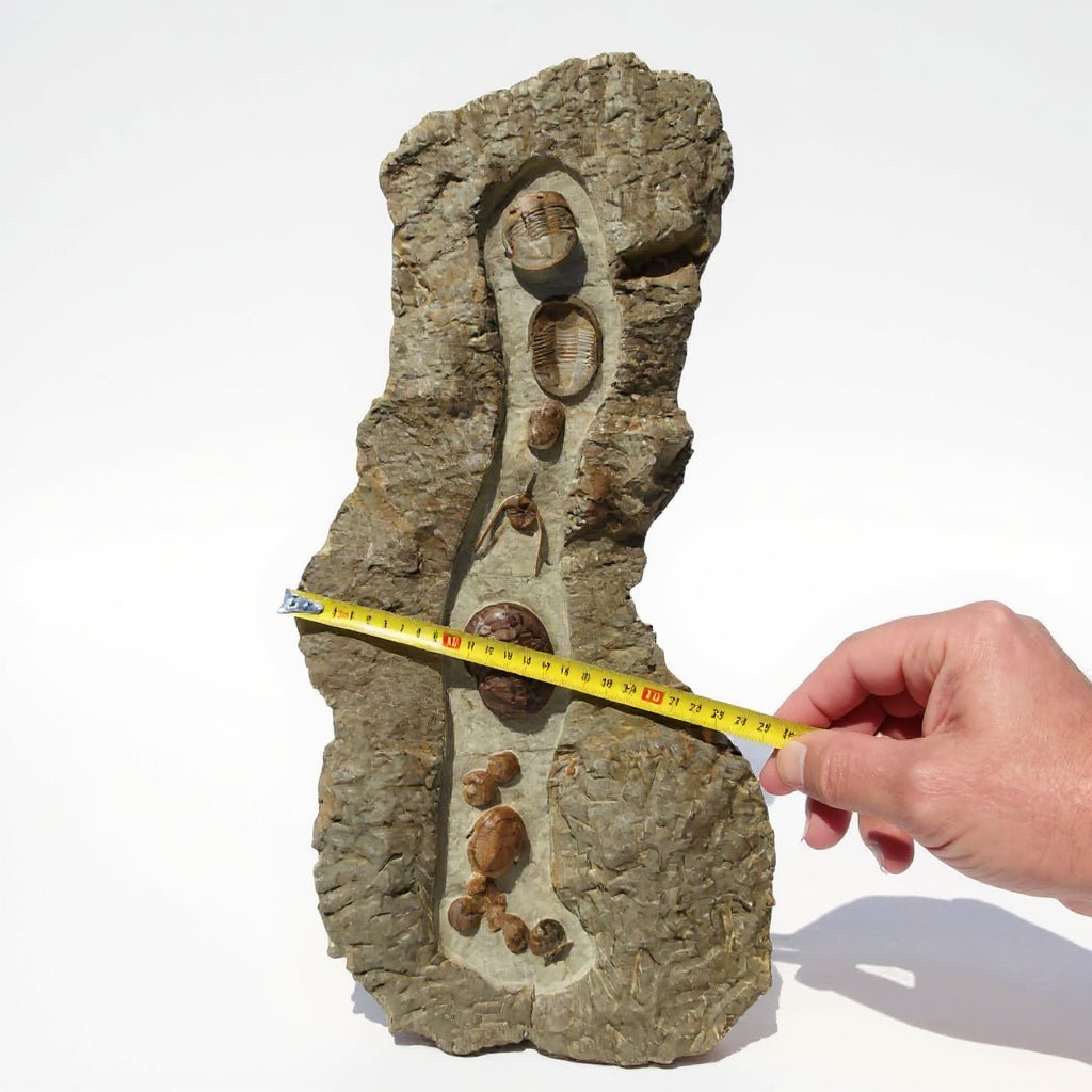 Trilobite Fossil in Matrix – AD-18615 - PaleoDeserts