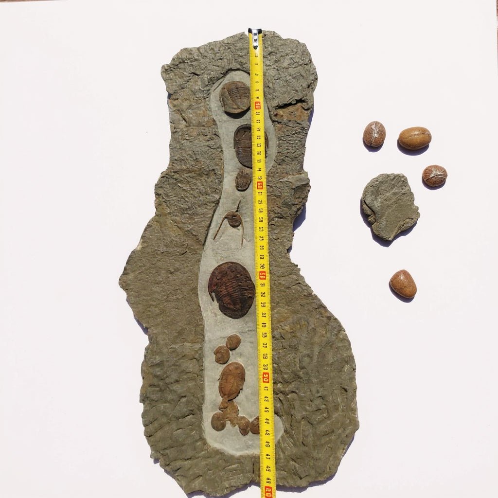 Trilobite Fossil in Matrix – AD-18615 - PaleoDeserts