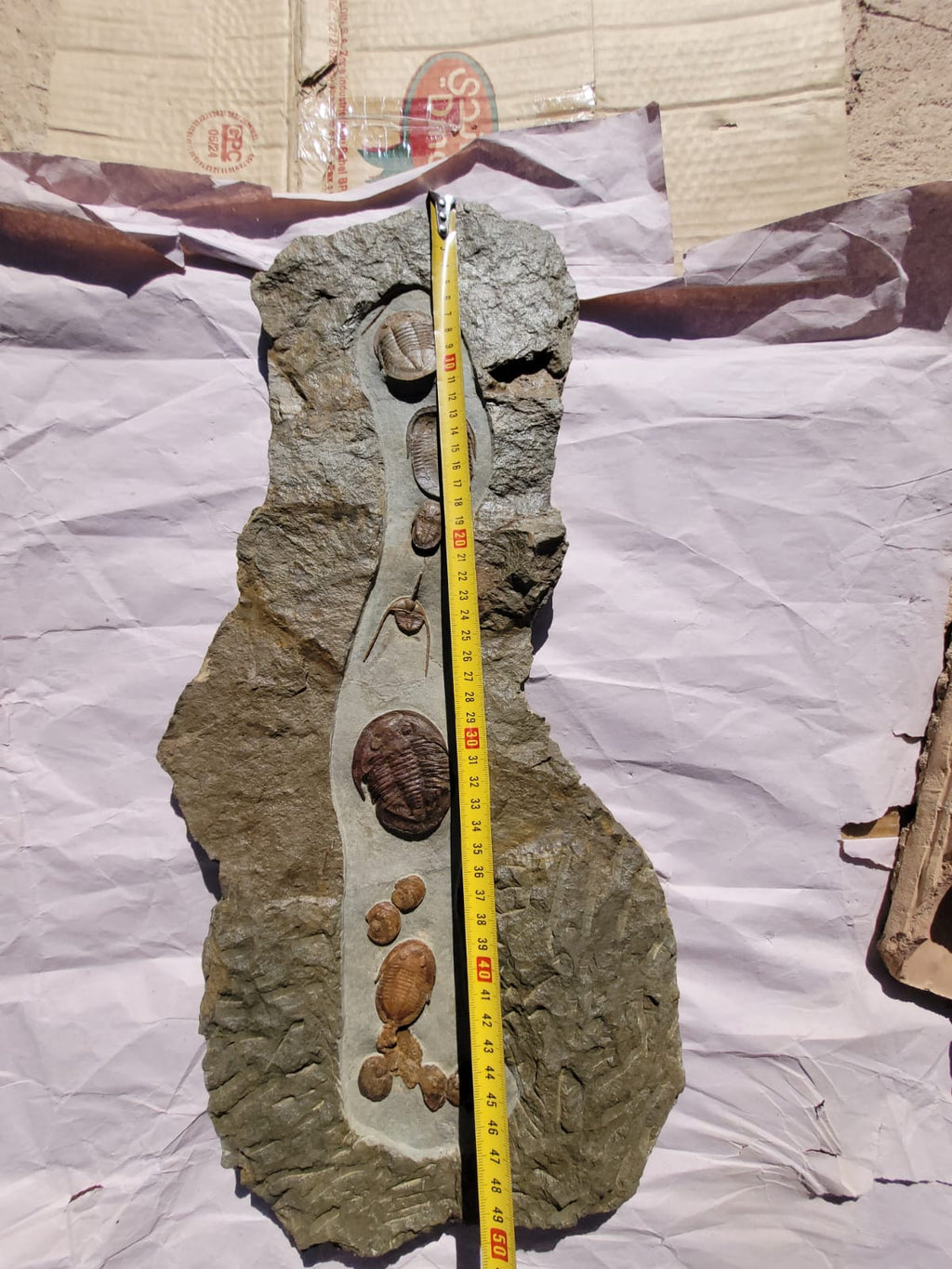 Trilobite Fossil in Matrix – AD-18615 - PaleoDeserts