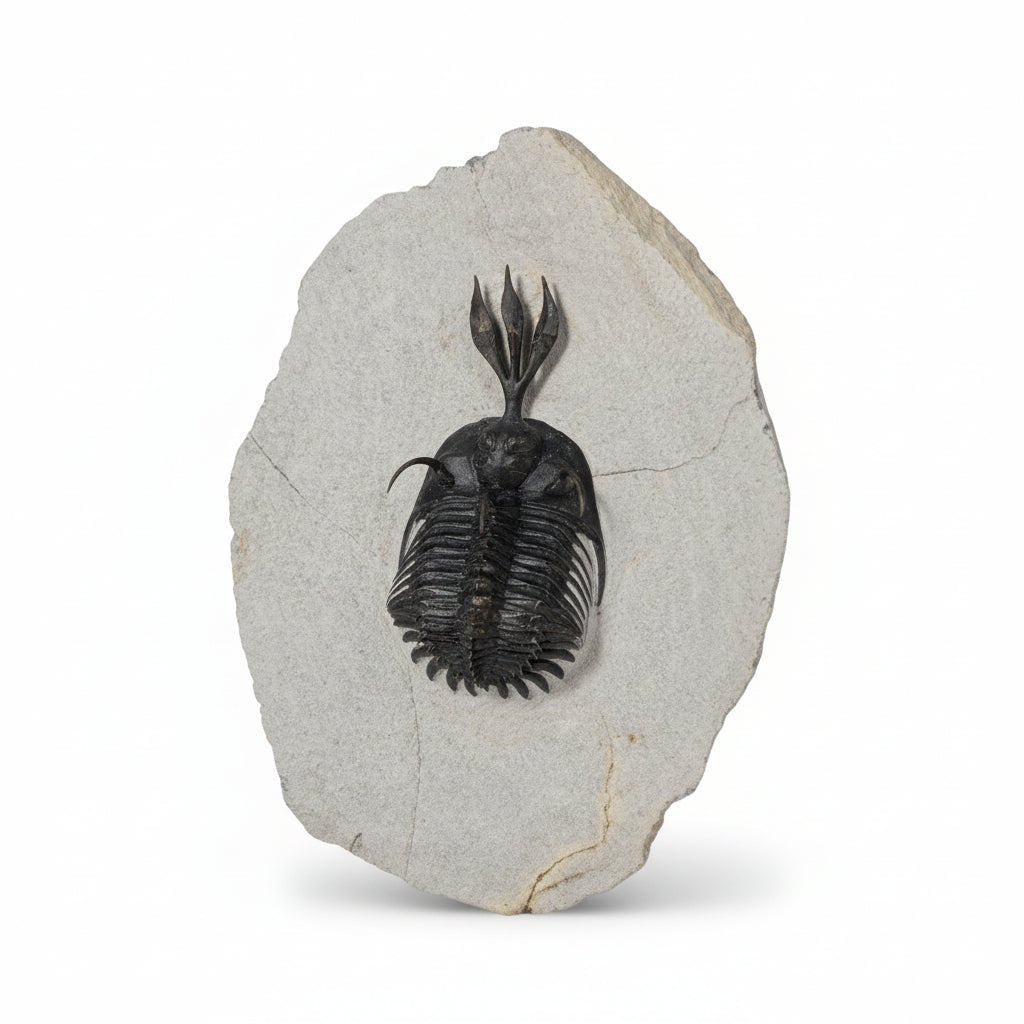 Walliserops Hammi. ✅ Fossil in Matrix, 5 cm – AD-18672 - PaleoDeserts