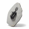 Walliserops Hammi. ✅ Fossil in Matrix, 5 cm – AD-18672 - PaleoDeserts