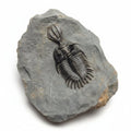 Walliserops Hammi. ✅ Fossil in Matrix, 5 cm – AD-18678 - PaleoDeserts