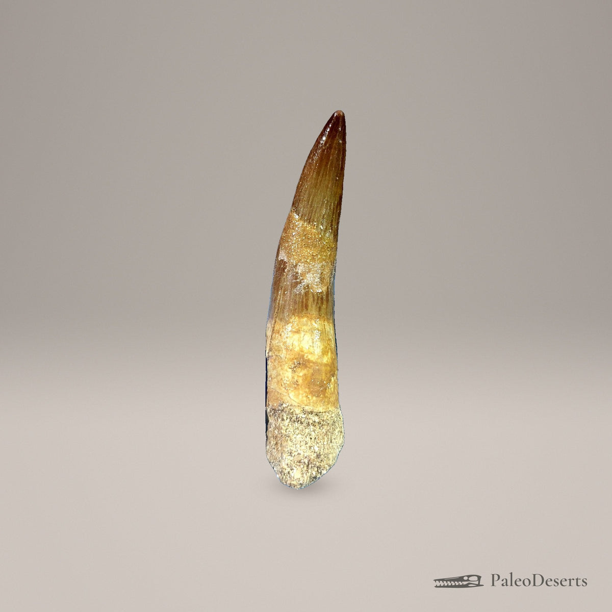 Zarafasaura Plesiosaur Tooth Fossil – second view