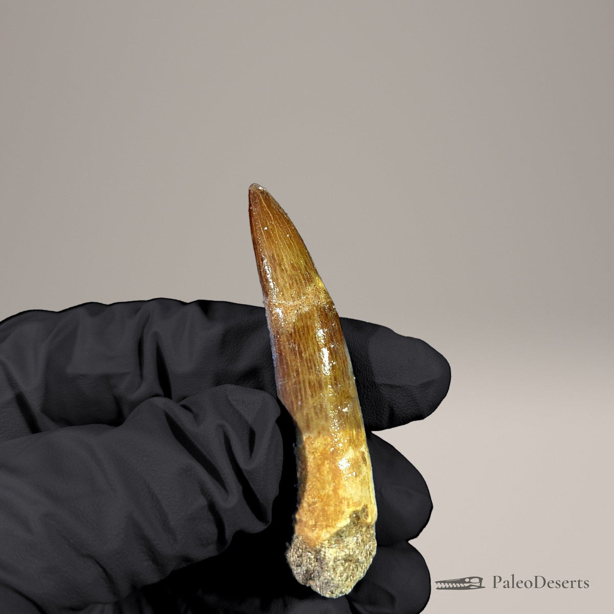 Zarafasaura Plesiosaur Tooth Fossil – 2.5 in (6.4 cm), Morocco – Specimen P-07 - PaleoDeserts