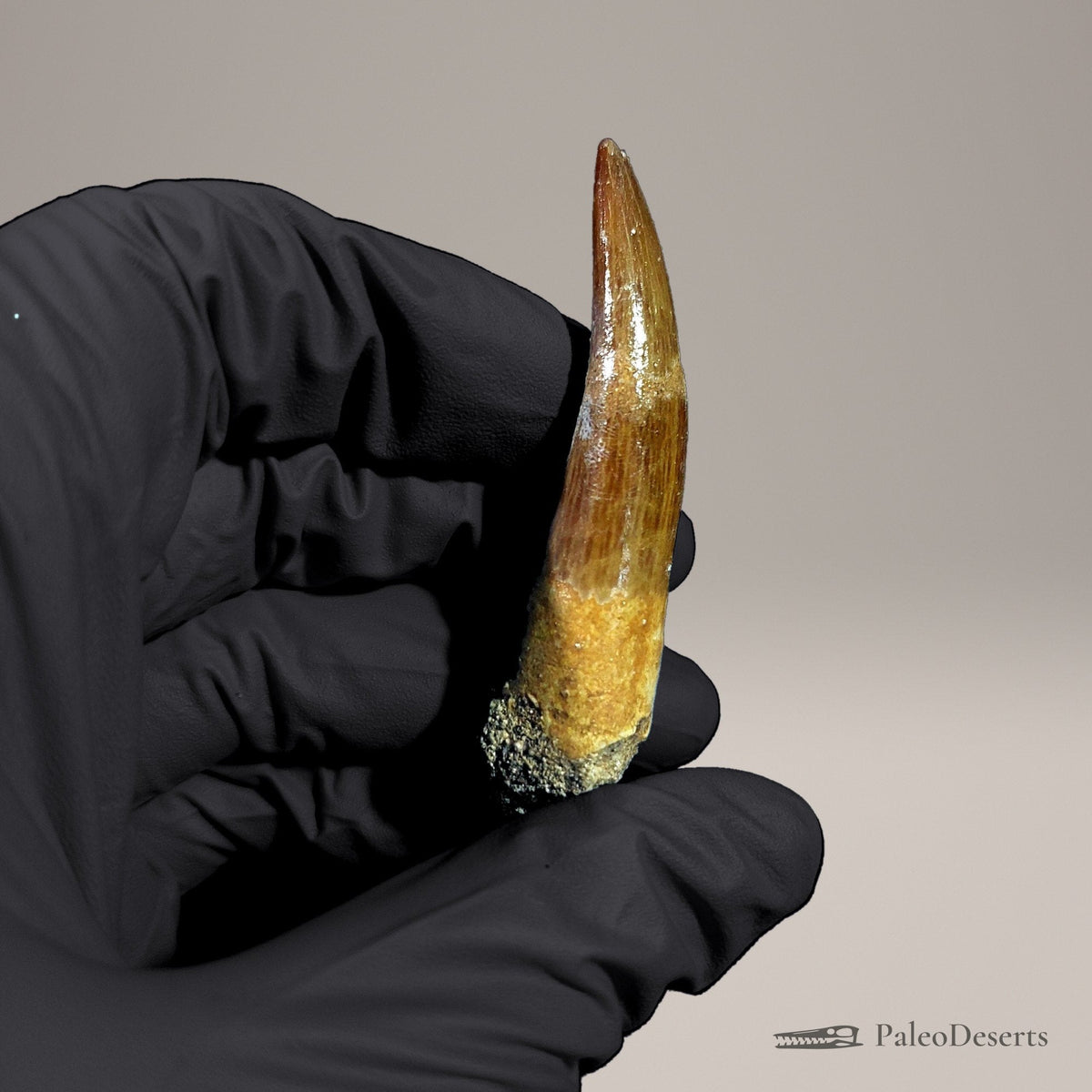 Zarafasaura Plesiosaur Tooth Fossil – 2.5 in (6.4 cm), Morocco – Specimen P-07 – view 6