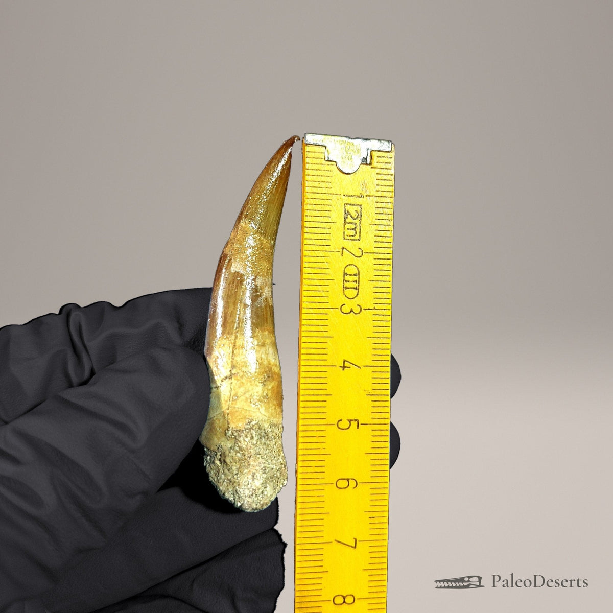 Zarafasaura Plesiosaur Tooth Fossil – 2.5 in (6.4 cm), Morocco – Specimen P-07 – view 7