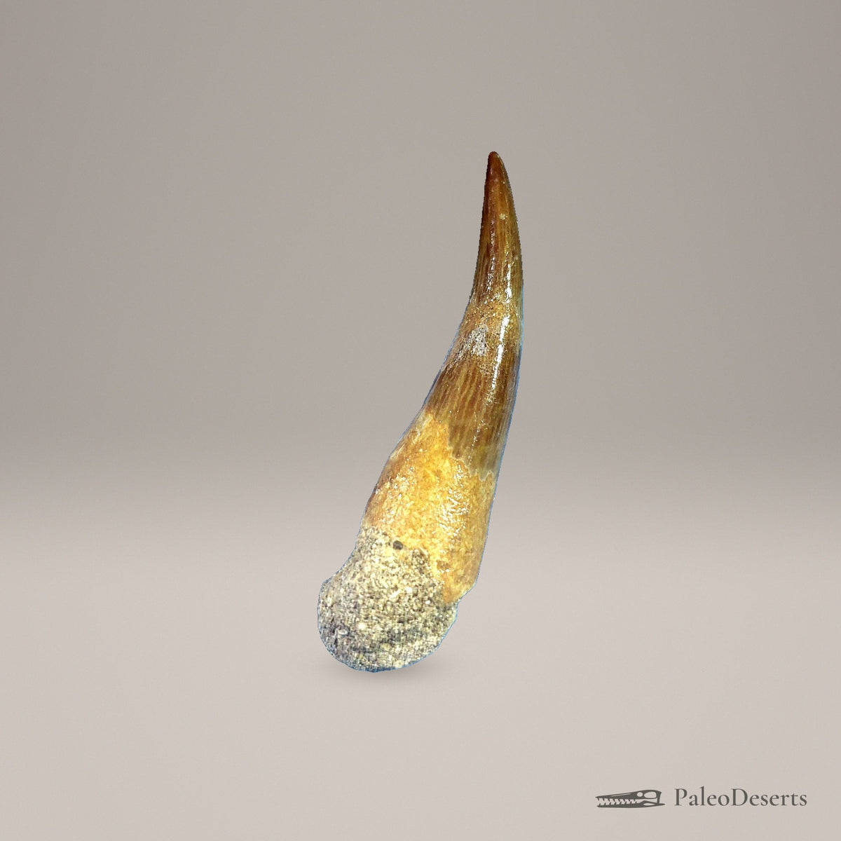 Zarafasaura Plesiosaur Tooth Fossil – 2.5 in (6.4 cm), Morocco – Specimen P-07 - PaleoDeserts