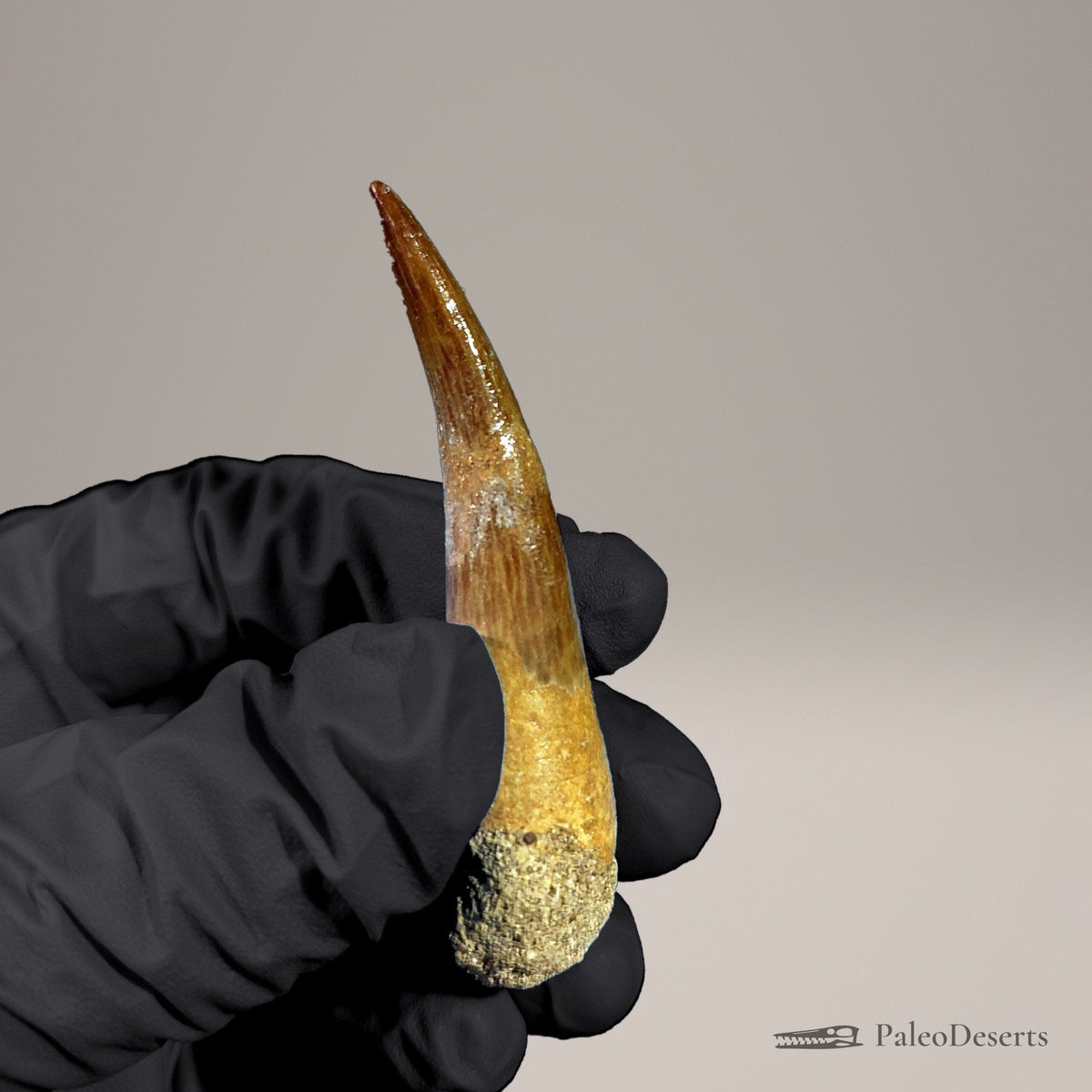 Zarafasaura Plesiosaur Tooth Fossil