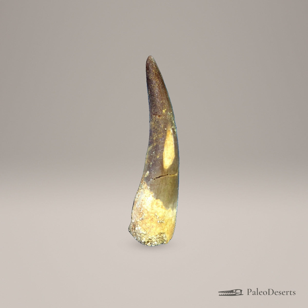 Zarafasaura Plesiosaur Tooth Fossil – 2.6 in (6.6 cm), Morocco – Specimen P-05 – view 2
