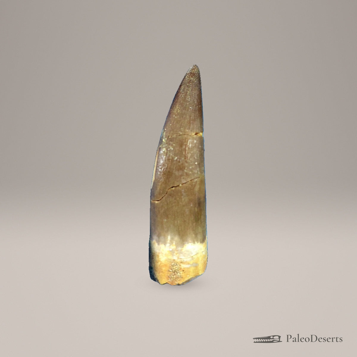 Zarafasaura Plesiosaur Tooth Fossil – 2.6 in (6.6 cm), Morocco – Specimen P-05 – view 3