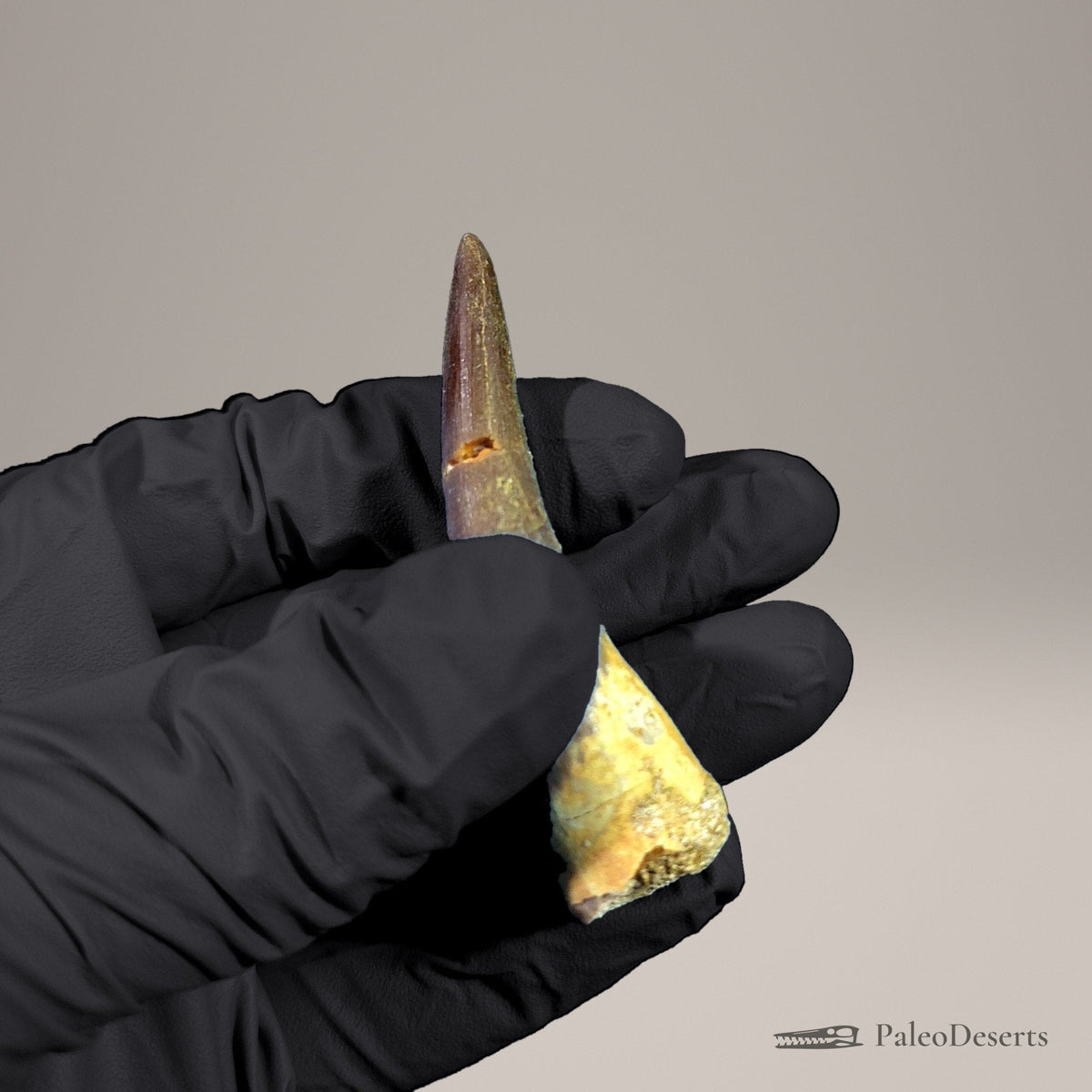 Zarafasaura Plesiosaur Tooth Fossil – 2.6 in (6.6 cm), Morocco – Specimen P-05 – view 6