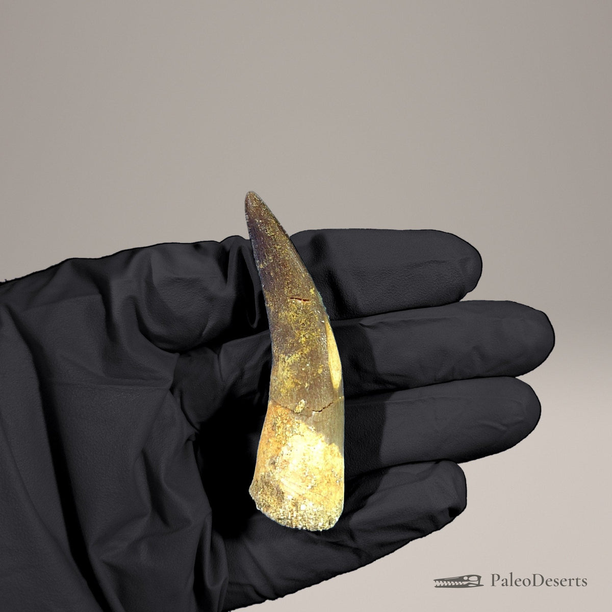 Zarafasaura Plesiosaur Tooth Fossil – 2.6 in (6.6 cm), Morocco – Specimen P-05 – view 4